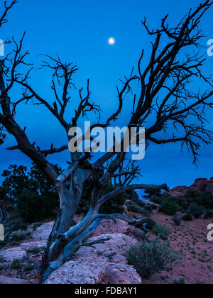 Toten Wacholder und des Mondes, des Teufels Garten Campingplatz, Arches-Nationalpark, Moab, Utah. Stockfoto