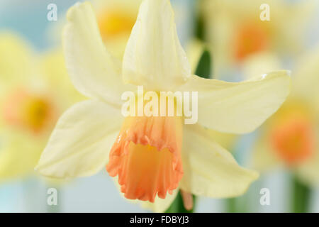 Narcissus 'Prototyp' Narzisse Division 6 Cyclamineus April Stockfoto