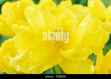 Tulipa 'Monte Carlo' AGM Tulip Doppel Anfang Gruppe April Stockfoto