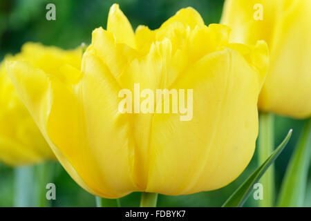 Tulipa 'Monte Carlo' AGM Tulip Doppel Anfang Gruppe April Stockfoto