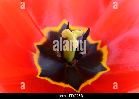 Tulipa 'Apeldoorn' Tulip Darwin Hybrid Gruppe Nahaufnahme der Blüte Mitte April Stockfoto