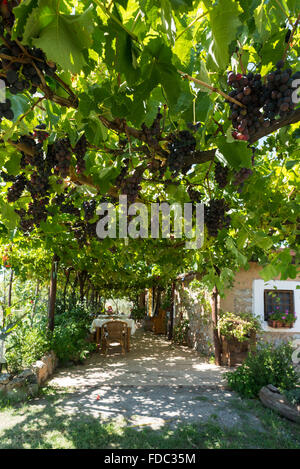 Sitzen unter Reben und Trauben in der Agrotourismus Bar Oasi Degli Infreshi an der mediterranen Küste, Cilento, Kampanien, Italien Stockfoto