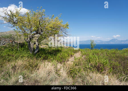 Der Olivenbaum an der Masseta Küste mit Blick auf das Meer und die Berge in den Golf von Policastro, Cilento, Kampanien, Italien Stockfoto