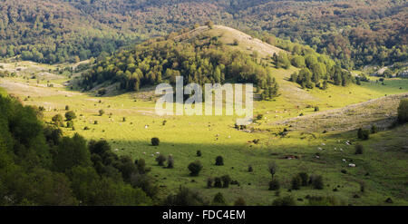 Kühe und Pferde weiden in einem Hochtal auf den Monte Cervati-Gebirge im Hinterland des Cilento, Kampanien, Italien Stockfoto