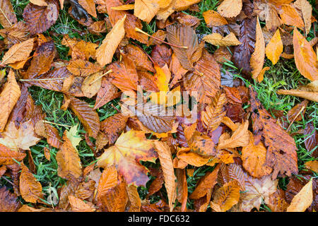 Herbst, Rosskastanie und Spitz-Ahorn Blätter, nass und Verlegung auf dem Grünstreifen Stockfoto