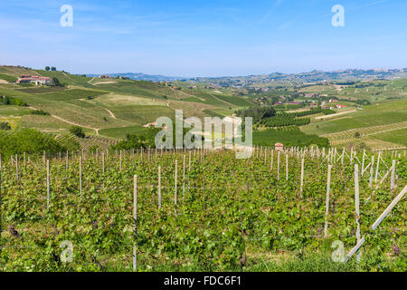 Grüne Weinberge auf den Hügeln in der Nähe von Barolo im Piemont, Norditalien. Stockfoto