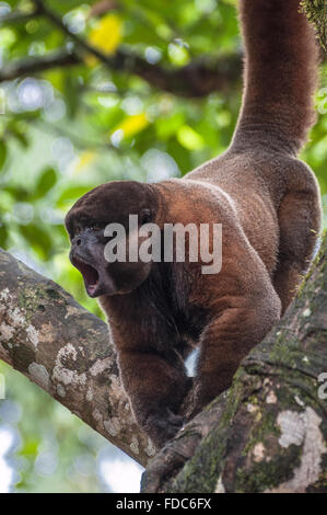 Woolly (Chorongo)-Affe im Amazonas von Ecuador Stockfoto