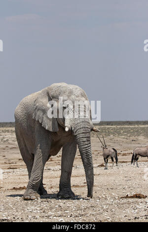 Elefanten in den Etosha Nationalpark, Namibia Stockfoto