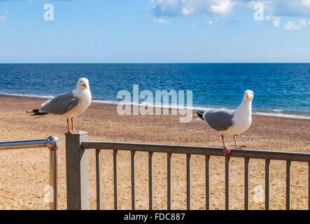 Möwen thront auf einem Geländer an der Küste der Stadt Exmouth, Devon, England Stockfoto