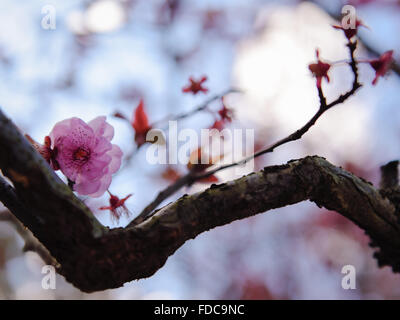 Sakura aus nächster Nähe Stockfoto