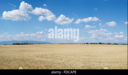 Malerische Aussicht auf landwirtschaftliche Landschaft in der Provence, Frankreich Stockfoto