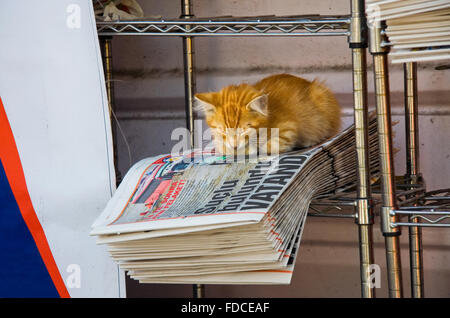 ISTANBUL, Türkei - SEPT 9: Süße Katze auf die Zeitungen an einem Zeitungskiosk am 9. September 2009 in Istanbul, Türkei Stockfoto