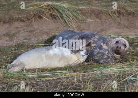 Suckling Kegelrobben Pup auf Grass Düne im Winter Stockfoto