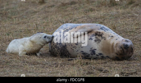 Suckling Kegelrobben Pup auf Grass Düne im Winter Stockfoto