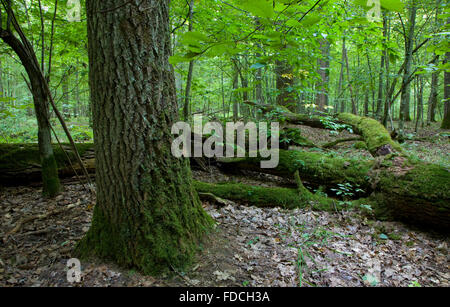 Große Defekte Filiale Moos eingewickelt liegen hinter der alten Eiche, Bialowieza Forest, Polen, Europa Stockfoto