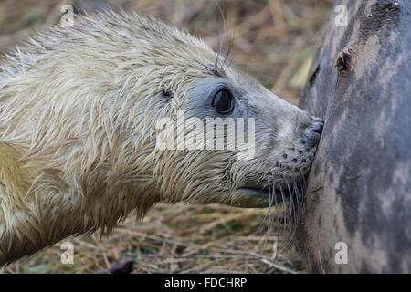 Suckling Kegelrobben Pup auf Grass Düne im Winter Stockfoto