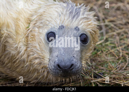 Kegelrobben Kuh und Pup. An einem Strand. Donna Nook. Stockfoto