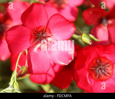 Linum Grandiflorum, Flachs, Red scarlet Lein, Flachs, ornamentale Kraut mit linear lanzettlich Blätter und auffälligen roten Blüten blühen Stockfoto