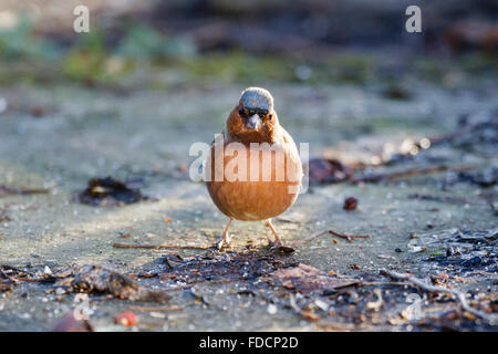 30. Jan 2015. Ein Buchfink (Fringilla coelebs) Sucht nach Essen. Die RSPB Big Garden Birdwatch ist eine jährliche Veranstaltung, bei der Tausende von Menschen auf dem Land Datensatz die Vögel in ihrem Garten Kreditkarten siehe: Ed Brown/Alamy leben Nachrichten Stockfoto