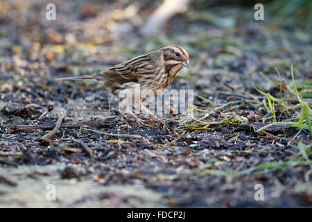 30. Jan 2015. Eine Rohrammer (Emberiza schoeniclus) Sucht nach Essen. Die RSPB Big Garden Birdwatch ist eine jährliche Veranstaltung, bei der Tausende von Menschen auf dem Land Datensatz die Vögel in ihrem Garten Kreditkarten siehe: Ed Brown/Alamy leben Nachrichten Stockfoto