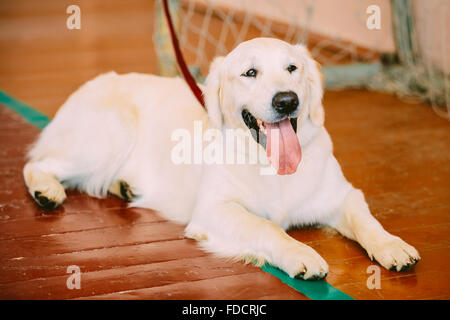 Junge weiße Golden Labrador Retriever Hund sitzt auf Holzboden Stockfoto