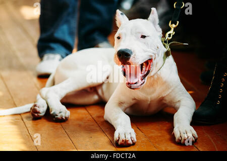 Weiße Welpen Hund der Dogo Argentino auch bekannt als die Argentinische Dogge ist eine große, weiße, muskulöser Hund, die in Arge entwickelt wurde Stockfoto