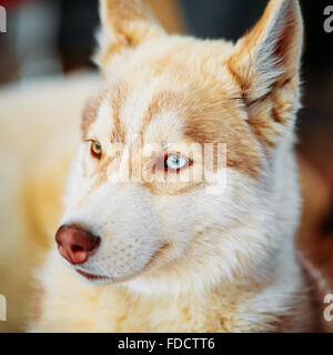 Close Up lustige junge weiße und rote Husky Welpen Eskimo Hund Stockfoto