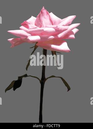 Rosa Rose auf grauem Hintergrund Stock Vektor