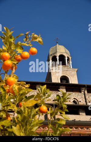 Orange Tree vor Duomo di Santa Maria Annunziata, Salo, Gardasee, Provinz Brescia, Lombardei, Italien Stockfoto