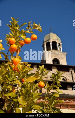 Orange Tree vor Duomo di Santa Maria Annunziata, Salo, Gardasee, Provinz Brescia, Lombardei, Italien Stockfoto