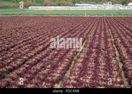 Reihen von roten Salate im Boden Stockfoto