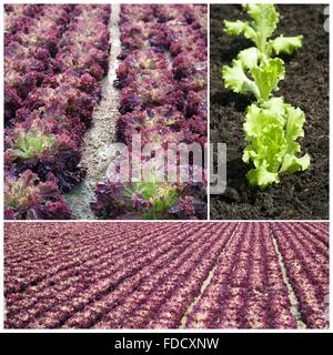 Reihen von roten Salate im Boden Stockfoto