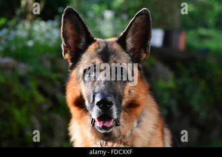 Porträt von einem großen Erwachsenen deutschen sheppard Stockfoto