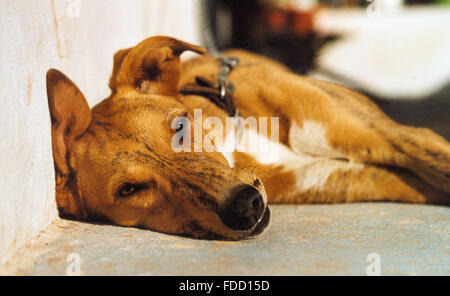 Ein Sandstrand farbige farbige Mischling Hund entspannt liegend angekettet an der Leine zufrieden dösen in der Hitze der Mittagssonne Blick in die Kamera, Spanien Stockfoto