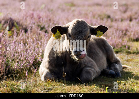 Kuehe Im New Forest, Dorset, England, Europa | Kühe im New Forest, Dorset, Großbritannien, Europa Stockfoto