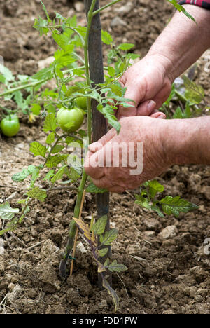 Senior woman Überprüfung Jungpflanzen Tomaten im Gemüsegarten Stockfoto