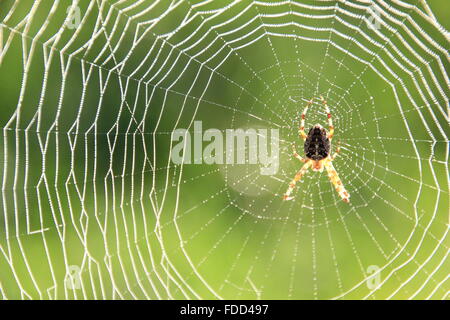 Spinne sitzt in der Falle Stockfoto