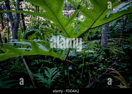 Heracleum Sphondylium, gemeinsamen Namen Bärenklau oder gemeinsame hogwee Stockfoto