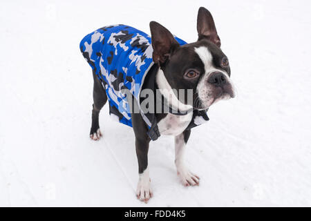 Boston Terrier im Schnee mit Jacke Stockfoto