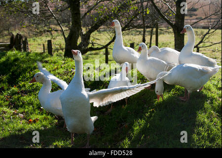 Gänse (Anser Anser Domestica) Devon England Europa Stockfoto