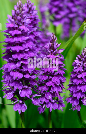 Dactylorhiza X braunii lila Blume Blumen grüne Laub Blätter Pflanzen