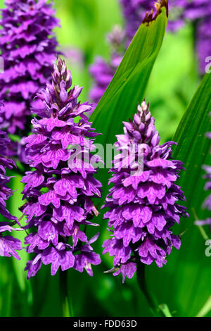 Dactylorhiza X braunii lila Blume Blumen grüne Laub Blätter Pflanzen