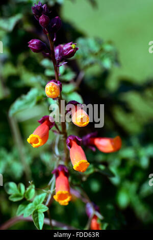 Eccremocarpus Scaber chilenischen Herrlichkeit Rebe orange Blumen blühen Bergsteiger Kletterer Klettern Pflanze Schlingpflanze Reben RM Floral Stockfoto