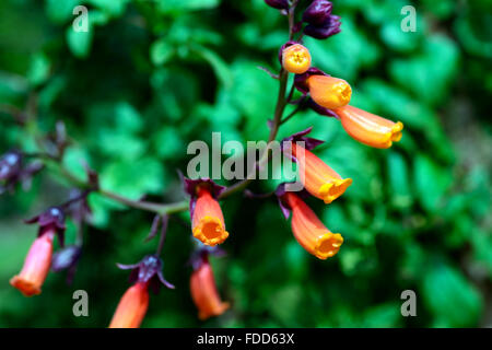 Eccremocarpus Scaber chilenischen Herrlichkeit Rebe orange Blumen blühen Bergsteiger Kletterer Klettern Pflanze Schlingpflanze Reben RM Floral Stockfoto