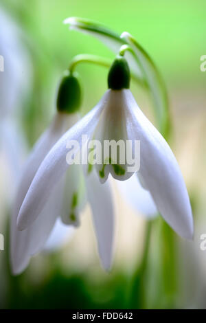 Galanthus Nivalis Anglesey Abbey Snowdrop Schneeglöckchen Pflanzen Porträts weiße grüne Markierungen Blumen Frühling Blumenzwiebel RM Floral Stockfoto