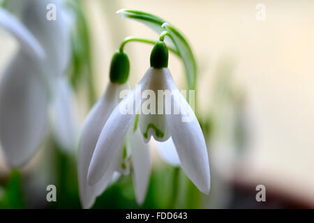 Galanthus Nivalis Anglesey Abbey Snowdrop Schneeglöckchen Pflanzen Porträts weiße grüne Markierungen Blumen Frühling Blumenzwiebel RM Floral Stockfoto