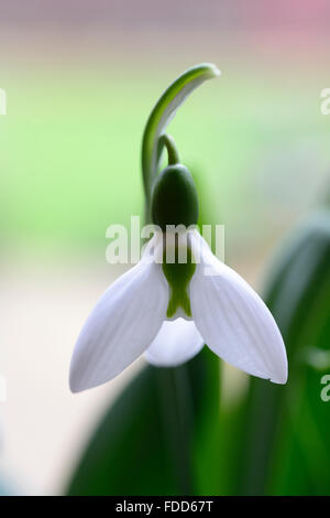 Galanthus Nivalis drei 3 Blätter Snowdrop Schneeglöckchen Pflanze Porträts weiß grünen Markierungen Blumen Frühling Blumenzwiebel Stockfoto