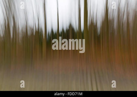 Eine konzeptionelle Foto mit langen Verschlusszeit von Bäumen in einem Wald zeigt grün und orange Blätter Stockfoto