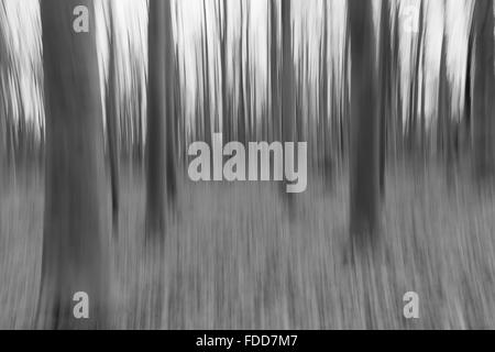 Eine konzeptionelle Foto mit langen Verschlusszeit von Bäumen in einem Wald Showing leaves Stockfoto