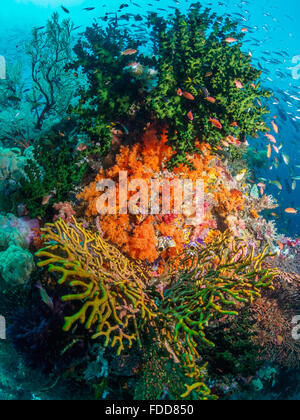Coral reef Stockfoto